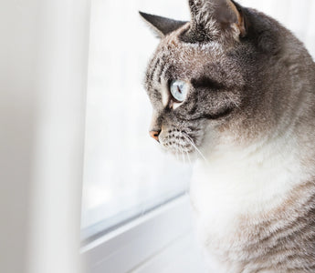 cat-staring-outside-the-window