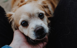 human-hand-touching-a-puppy