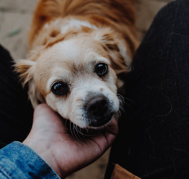 human-hand-touching-a-puppy