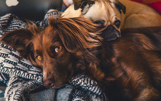 dog-lying-in-bed