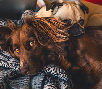 dog-lying-in-bed