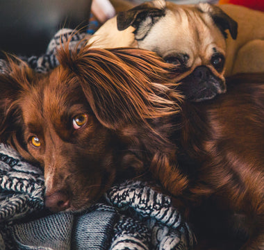 dog-lying-in-bed