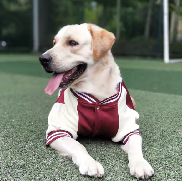 varsity-dog-jacket-red