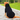 large-dog-hoodie-black