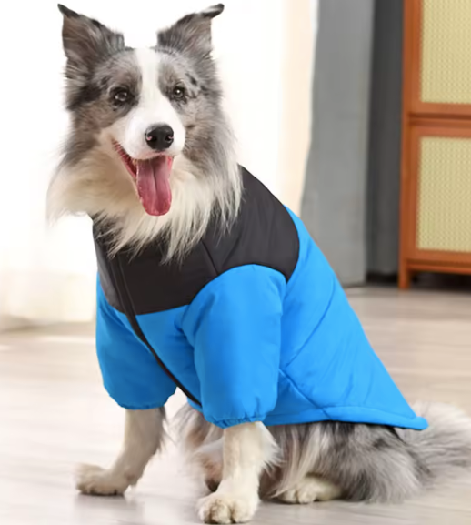 electric-blue-dog-jacket