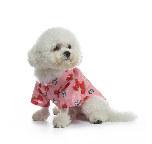 Dog-wearing-strawberry-printed-shirt