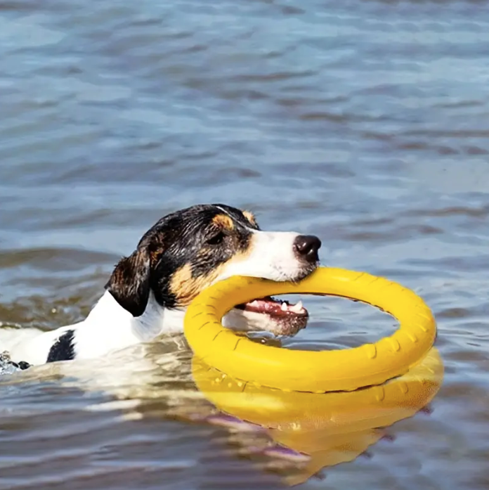 frisbee-lime-green-dog-toy-yellow