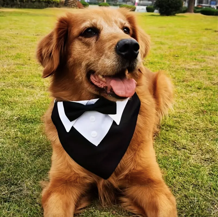 Dog-Bow-Tie-Collar